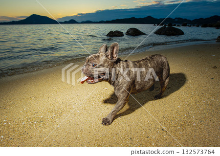 Dog walking on the beach 132573764