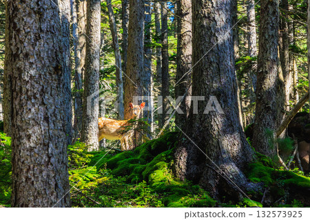 Sunlit Forest and Ezo Deer - Hokkaido's Primeval Forest Sunlit Forest and Ezo Deer - Hokkaido's Primeval Forest 132573925