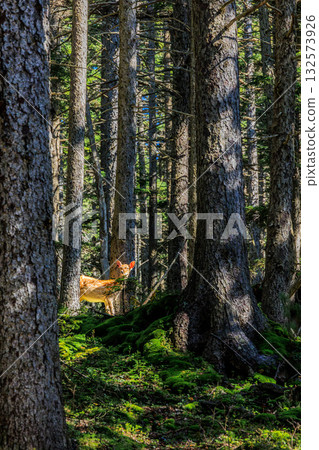 A Yezo deer resting in the silence of the forest - on the Meakan-dake hiking trail 132573926