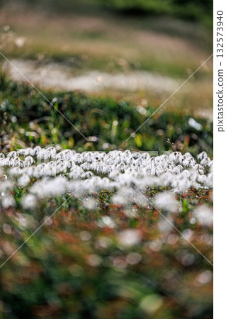 Wind Flowers of Daisetsuzan ― Fluffy Seed Heads Da Wind Flowers of Daisetsuzan ― Fluffy Seed Heads Da 132573940