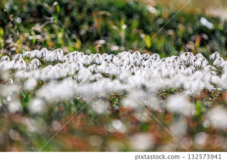 Poetry of the High Mountains - The fluffy fields of Aleutiana that envelop Mount Asahi 132573941