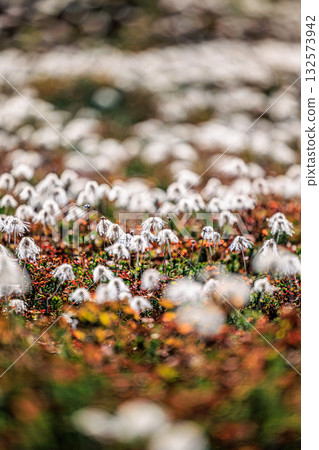Fluffy Cotton Grass on Mt. Asahidake ― A Whisper o 132573942