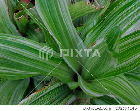 植物 肉質植物 植物學 132574140
