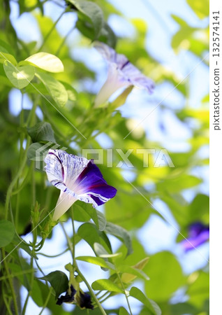 Refreshing summer bindweed 132574141