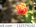 rose	 132574142