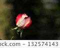 A red rose 132574143