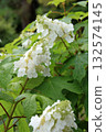 Flower of white Calyva hydrangea 132574145