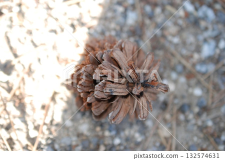 Pine cones rolling on the road Pine cones rolling on the road 132574631