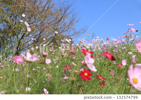 Cosmos shining in the blue sky Cosmos shining in the blue sky 132574799