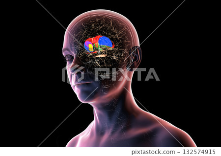 Basal ganglia in human brain, 3D illustration Basal ganglia in human brain, 3D illustration 132574915