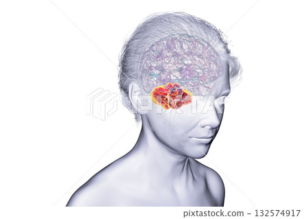 Human brain with highlighted cerebellum, 3D illustration 132574917