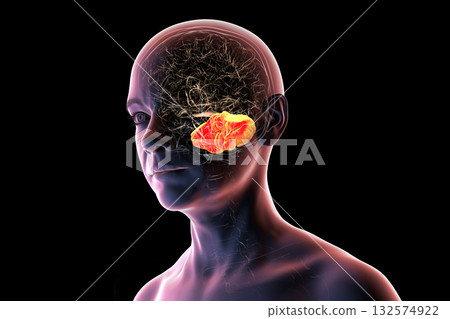 Human brain with highlighted cerebellum, 3D illustration Human brain with highlighted cerebellum, 3D illustration 132574922