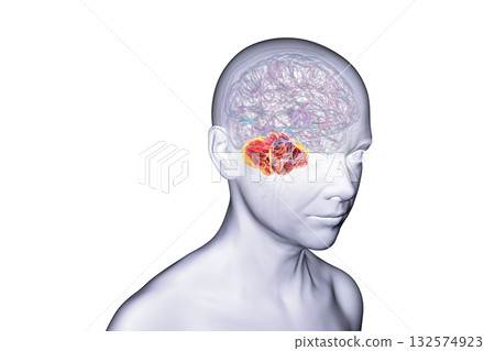 Human brain with highlighted cerebellum, 3D illustration Human brain with highlighted cerebellum, 3D illustration 132574923