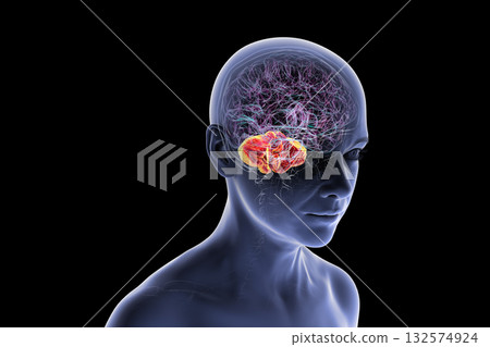 Human brain with highlighted cerebellum, 3D illustration Human brain with highlighted cerebellum, 3D illustration 132574924