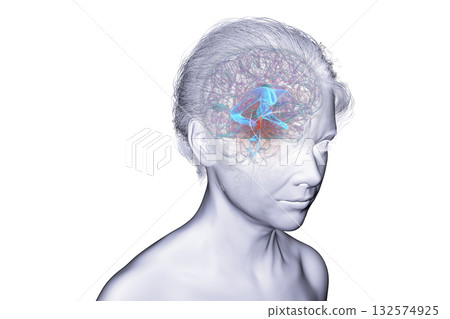 Cerebral aqueduct and ventricles, 3D illustration 132574925
