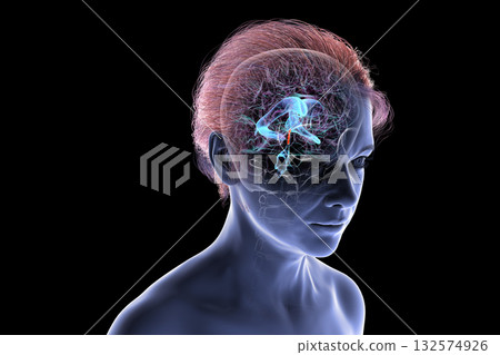Cerebral aqueduct and ventricles, 3D illustration 132574926