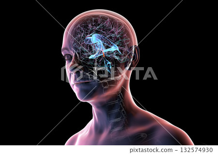 Cerebral aqueduct and ventricles, 3D illustration 132574930