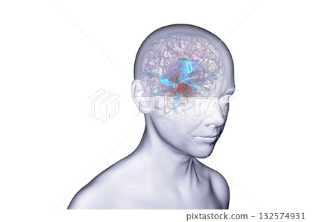 Cerebral aqueduct and ventricles, 3D illustration 132574931