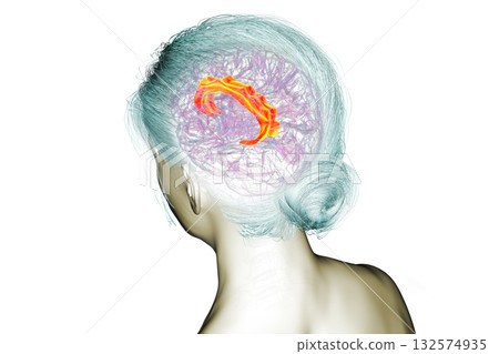 Human brain highlighting the cingulate gyrus, 3D illustration Human brain highlighting the cingulate gyrus, 3D illustration 132574935