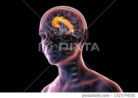 Human brain highlighting the cingulate gyrus, 3D illustration 132574938