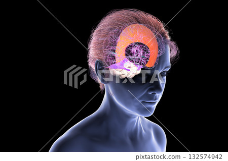 Falx cerebri and tentorium cerebelli, 3D illustration 132574942