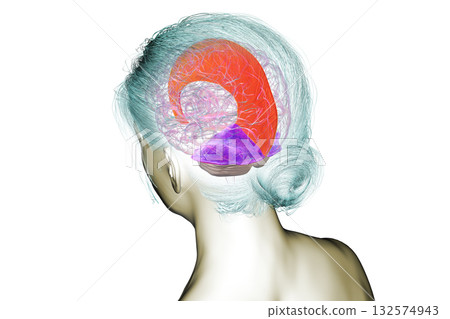 Falx cerebri and tentorium cerebelli, 3D illustration 132574943