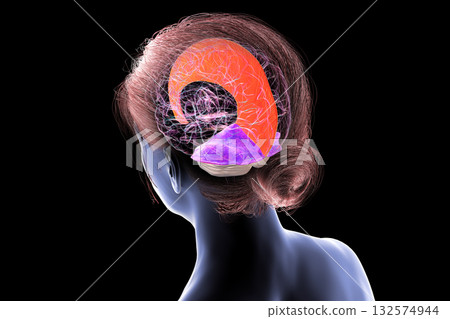 Falx cerebri and tentorium cerebelli, 3D illustration 132574944