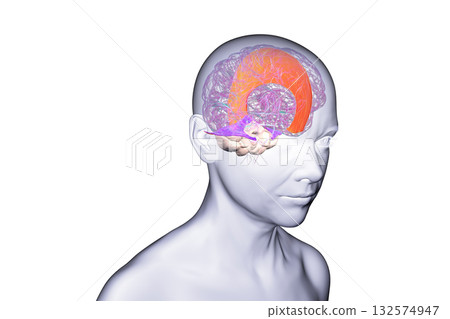 Falx cerebri and tentorium cerebelli, 3D illustration 132574947