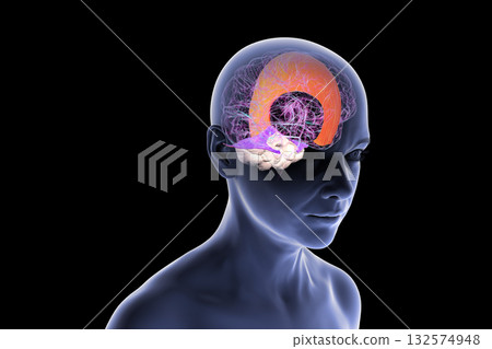 Falx cerebri and tentorium cerebelli, 3D illustration 132574948