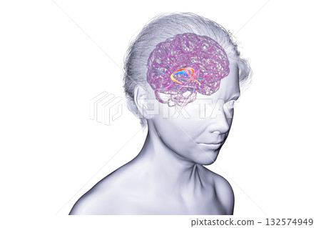 Brain fornix, 3D illustration Brain fornix, 3D illustration 132574949
