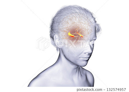 Human brain with highlighted hippocampus, a key structure involved in memory, learning, and emotional regulation, 3D illustration 132574957