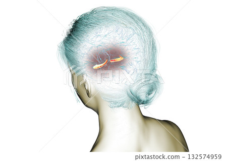 Human brain with highlighted hippocampus, a key structure involved in memory, learning, and emotional regulation, 3D illustration 132574959