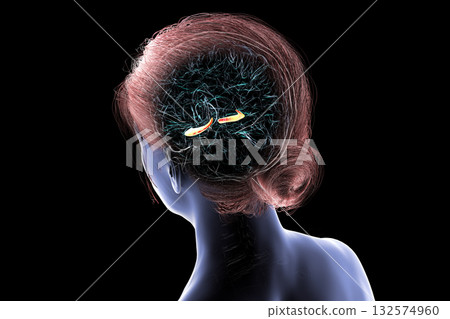 Human brain with highlighted hippocampus, a key structure involved in memory, learning, and emotional regulation, 3D illustration 132574960