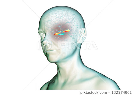Human brain with highlighted hippocampus, a key structure involved in memory, learning, and emotional regulation, 3D illustration 132574961