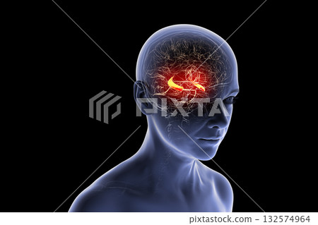 Human brain with highlighted hippocampus, a key structure involved in memory, learning, and emotional regulation, 3D illustration Human brain with highlighted hippocampus, a key structure involved in memory, learning, and emotional regulation, 3D illustration 132574964