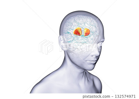 Internal capsule highlighted in brain, 3D illustration Internal capsule highlighted in brain, 3D illustration 132574971