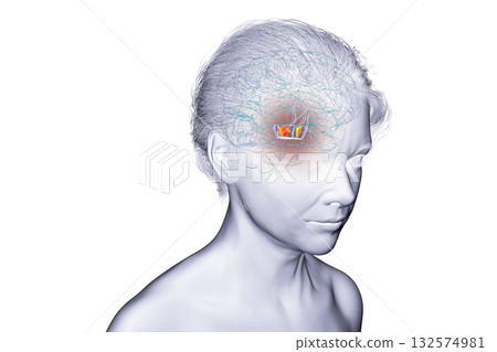 Human brain with highlighted substantia nigra, 3D illustration. Human brain with highlighted substantia nigra, 3D illustration. 132574981