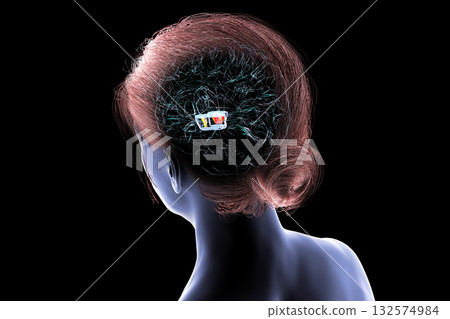 Human brain with highlighted substantia nigra, 3D illustration. Human brain with highlighted substantia nigra, 3D illustration. 132574984