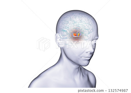Human brain with highlighted substantia nigra, 3D illustration. 132574987