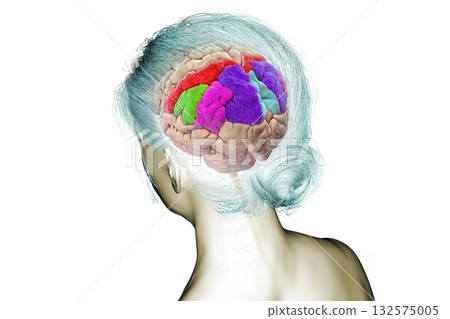 Brain parietal gyri, 3D illustration Brain parietal gyri, 3D illustration 132575005