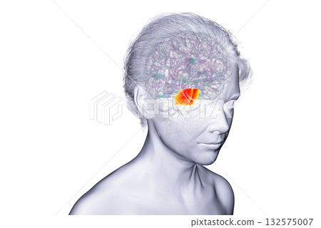 Pons highlighted in human brain, 3D illustration. Pons highlighted in human brain, 3D illustration. 132575007