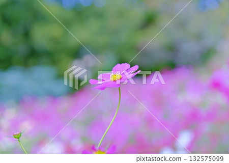 Autumn cosmos 132575099