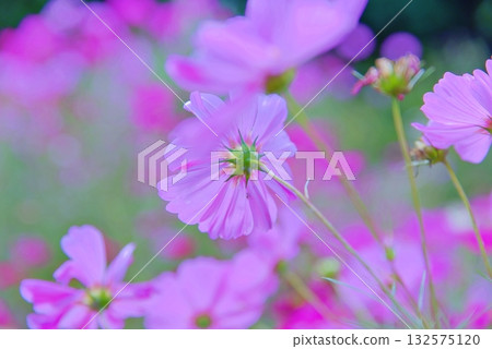 Autumn cosmos 132575120