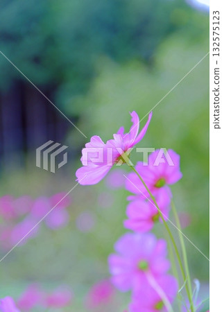 Autumn cosmos Autumn cosmos 132575123