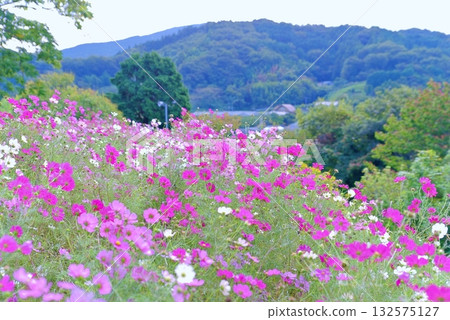 Autumn cosmos 132575127