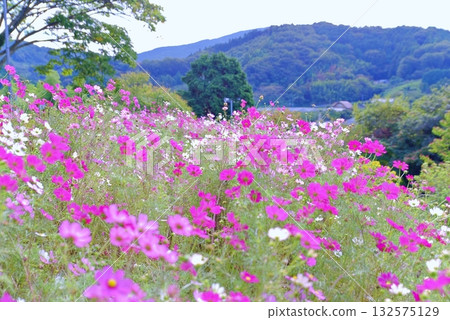 秋季宇宙 132575129