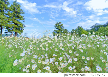 Autumn cosmos 132575157