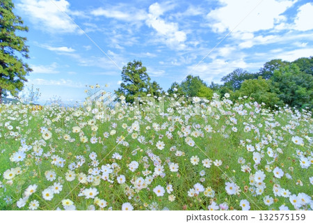 秋季宇宙 132575159