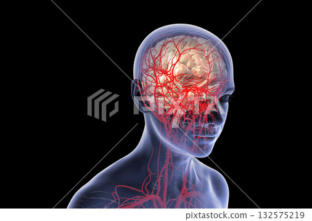 Brain arteries, 3D illustration Brain arteries, 3D illustration 132575219