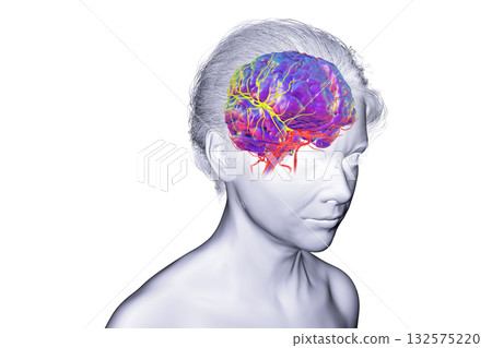 Arterial blood supply of the brain, 3D illustration Arterial blood supply of the brain, 3D illustration 132575220